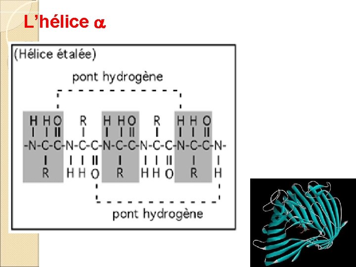 L’hélice a 