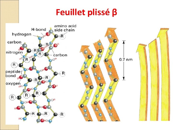 Feuillet plissé β 