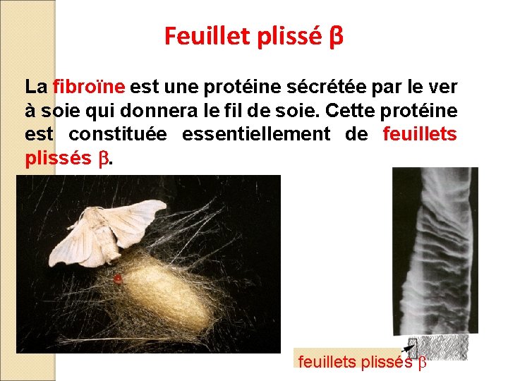 Feuillet plissé β La fibroïne est une protéine sécrétée par le ver à soie