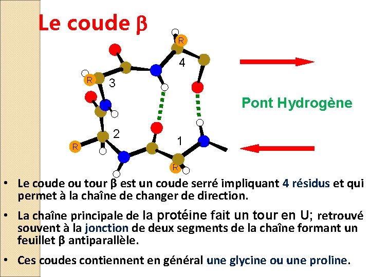 Le coude b R 4 R 3 Pont Hydrogène 2 R 1 R •