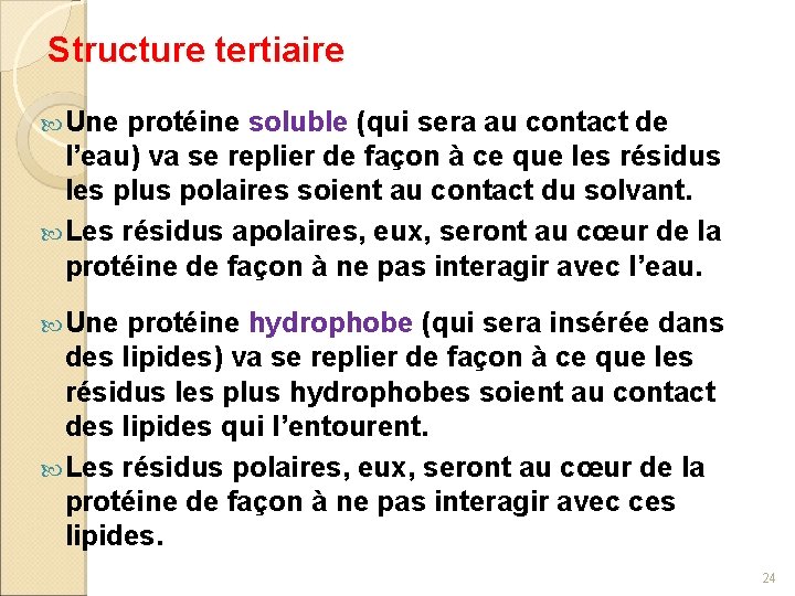 Structure tertiaire Une protéine soluble (qui sera au contact de l’eau) va se replier