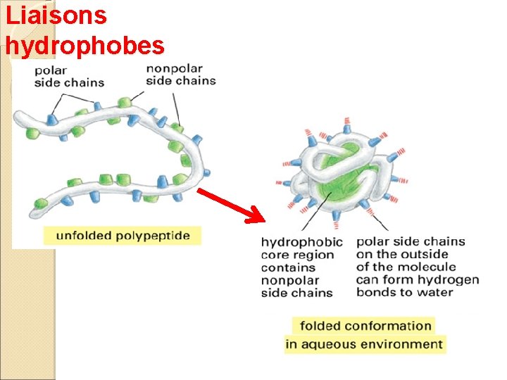 Liaisons hydrophobes 