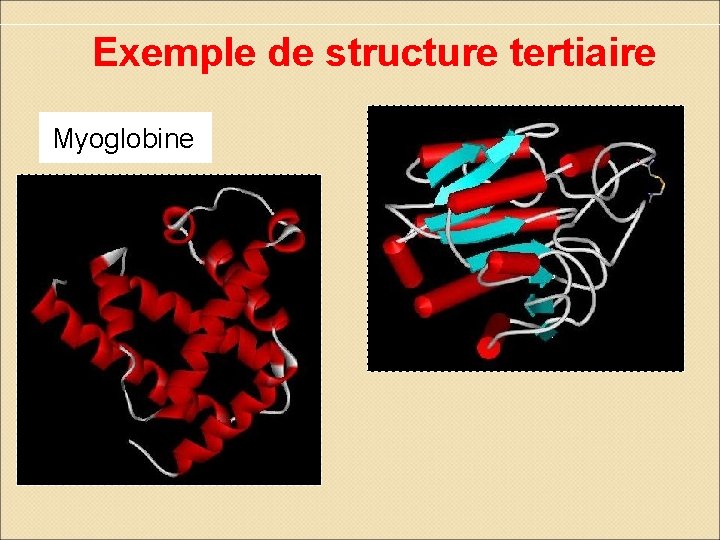 Exemple de structure tertiaire Myoglobine Carboxypeptid ase 