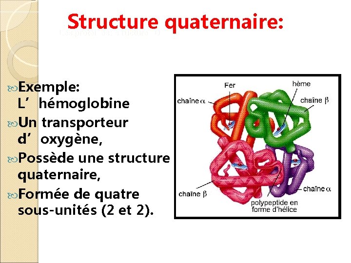 Structure quaternaire: Les protéines: structure 3 D Exemple: L’hémoglobine Un transporteur d’oxygène, Possède une