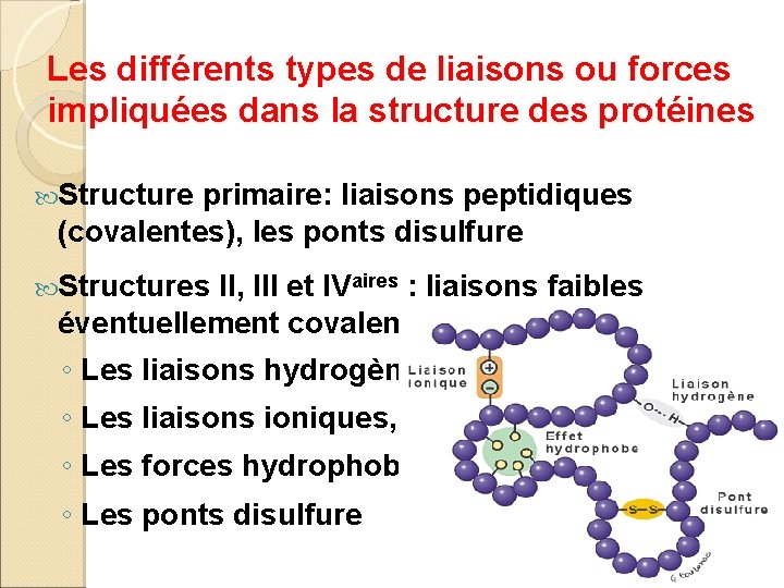 Les différents types de liaisons ou forces impliquées dans la structure des protéines Structure