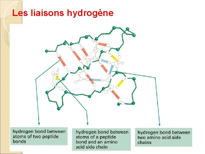 Les liaisons hydrogène 