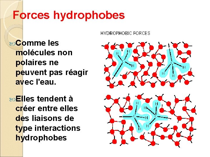 Forces hydrophobes Comme les molécules non polaires ne peuvent pas réagir avec l'eau. Elles