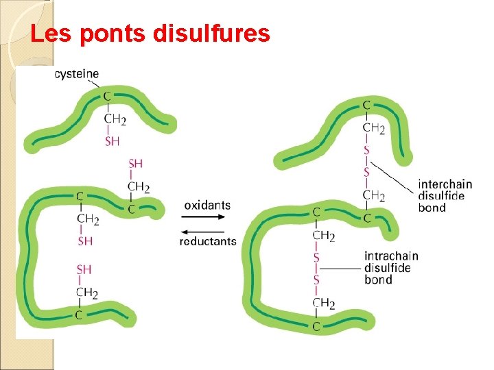 Les ponts disulfures 