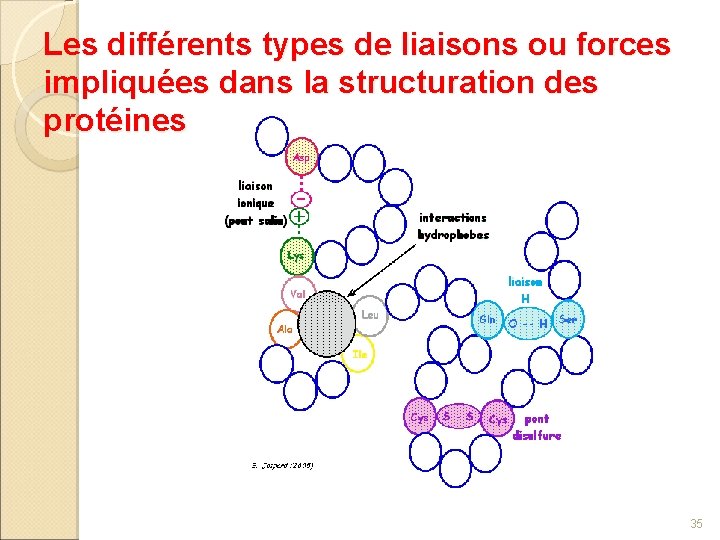 Les différents types de liaisons ou forces impliquées dans la structuration des protéines 35