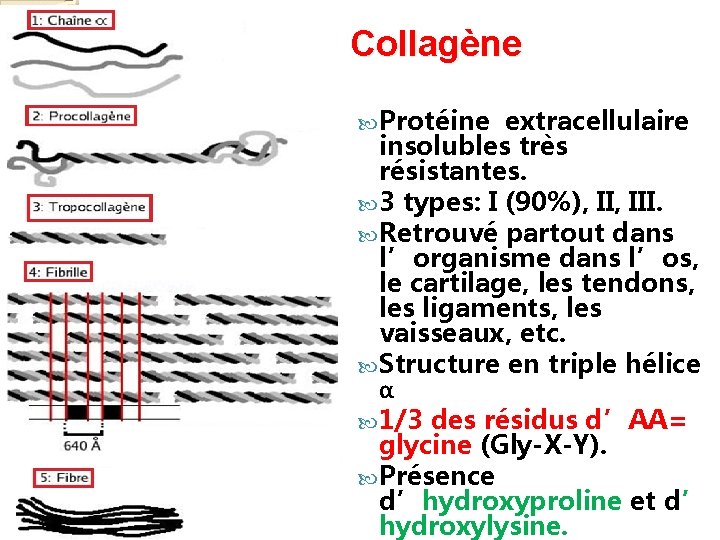 Collagène Protéine extracellulaire insolubles très résistantes. 3 types: I (90%), III. Retrouvé partout dans
