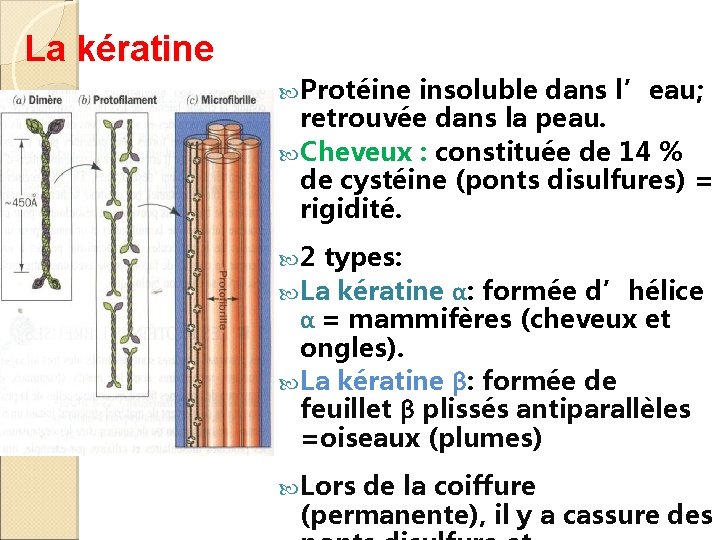 La kératine Protéine insoluble dans l’eau; retrouvée dans la peau. Cheveux : constituée de