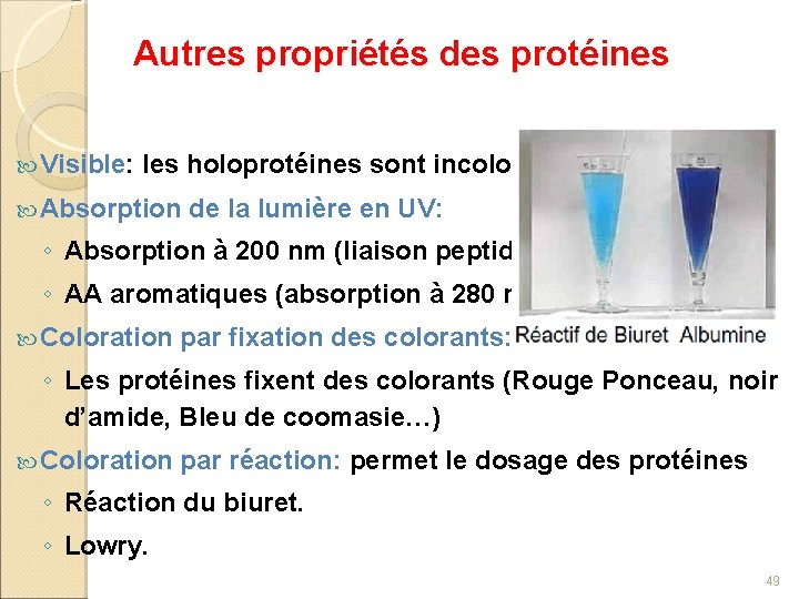 Autres propriétés des protéines Visible: les holoprotéines sont incolores Absorption de la lumière en