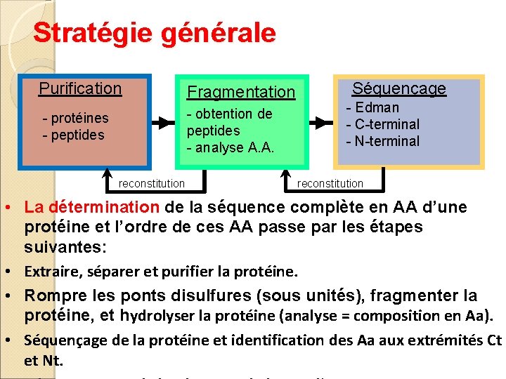 Stratégie générale Purification Fragmentation - obtention de peptides - analyse A. A. - protéines