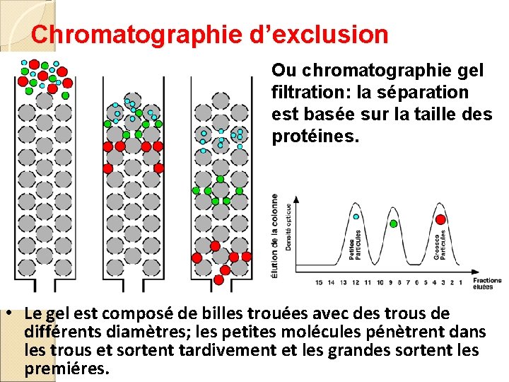 Chromatographie d’exclusion Ou chromatographie gel filtration: la séparation est basée sur la taille des