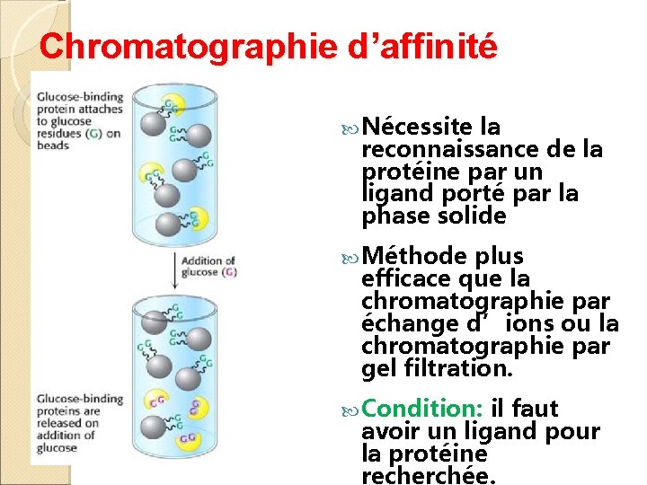 Chromatographie d’affinité Nécessite la reconnaissance de la protéine par un ligand porté par la