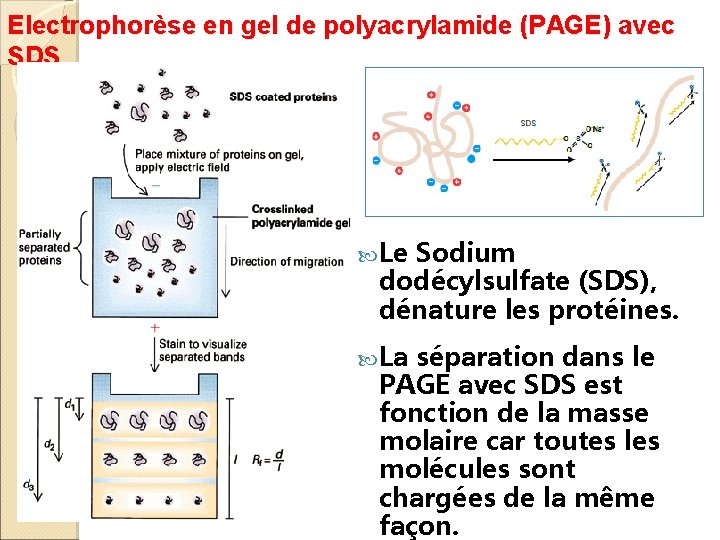 Electrophorèse en gel de polyacrylamide (PAGE) avec SDS Le Sodium dodécylsulfate (SDS), dénature les