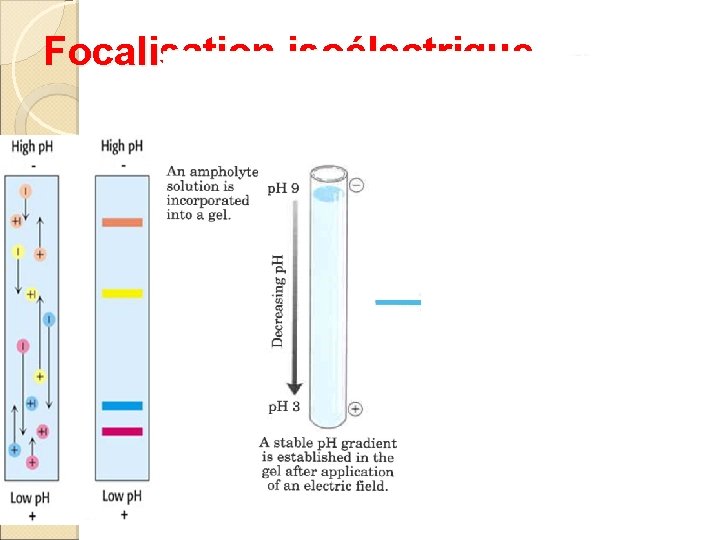 Focalisation isoélectrique 