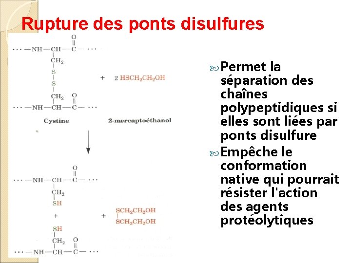 Rupture des ponts disulfures Permet la séparation des chaînes polypeptidiques si elles sont liées