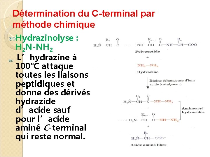 Détermination du C-terminal par méthode chimique Hydrazinolyse : H 2 N-NH 2 L’hydrazine à