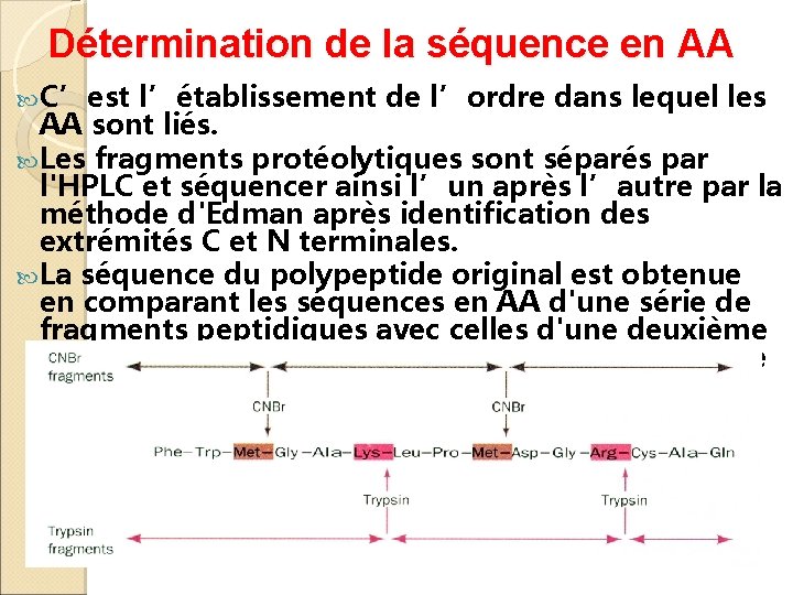 Détermination de la séquence en AA C’est l’établissement de l’ordre dans lequel les AA