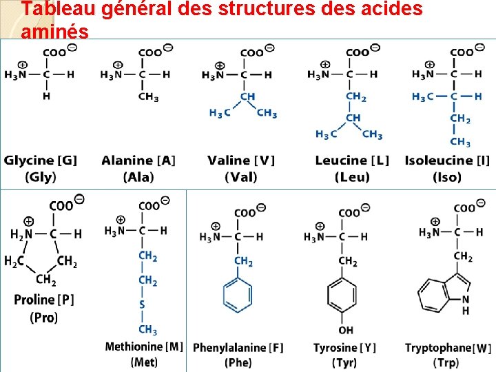 Tableau général des structures des acides aminés 