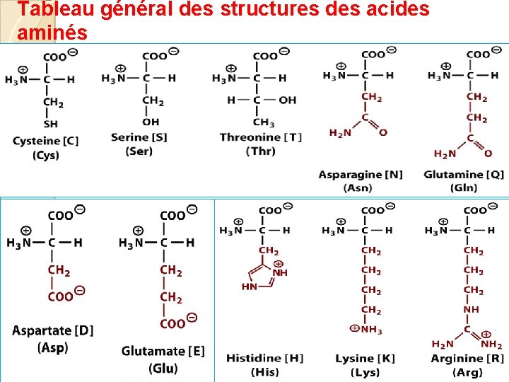 Tableau général des structures des acides aminés 