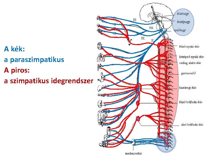 paraszimpatikus látás)