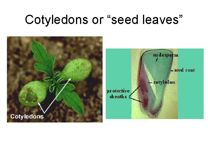 Cotyledons or “seed leaves” 