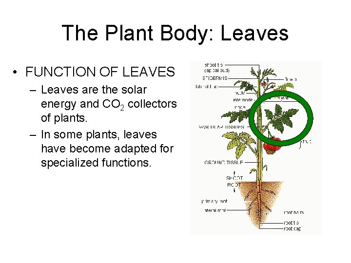 The Plant Body: Leaves • FUNCTION OF LEAVES – Leaves are the solar energy