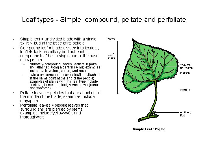 Leaf types - Simple, compound, peltate and perfoliate • • Simple leaf = undivided