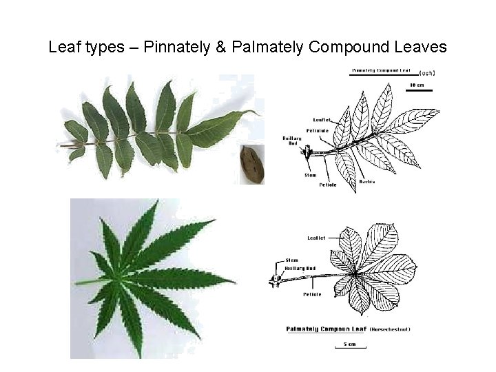 Leaf types – Pinnately & Palmately Compound Leaves 