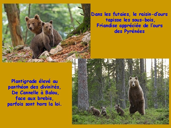 Dans les futaies, le raisin-d’ours tapisse les sous-bois, Friandise appréciée de l’ours des Pyrénées