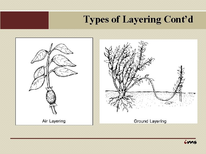 Types of Layering Cont’d 