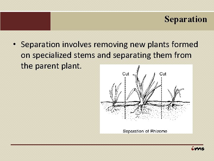 Separation • Separation involves removing new plants formed on specialized stems and separating them