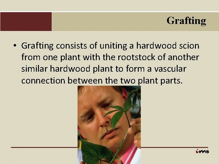 Grafting • Grafting consists of uniting a hardwood scion from one plant with the