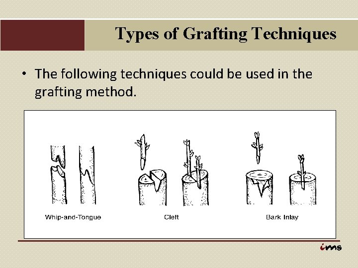 Types of Grafting Techniques • The following techniques could be used in the grafting