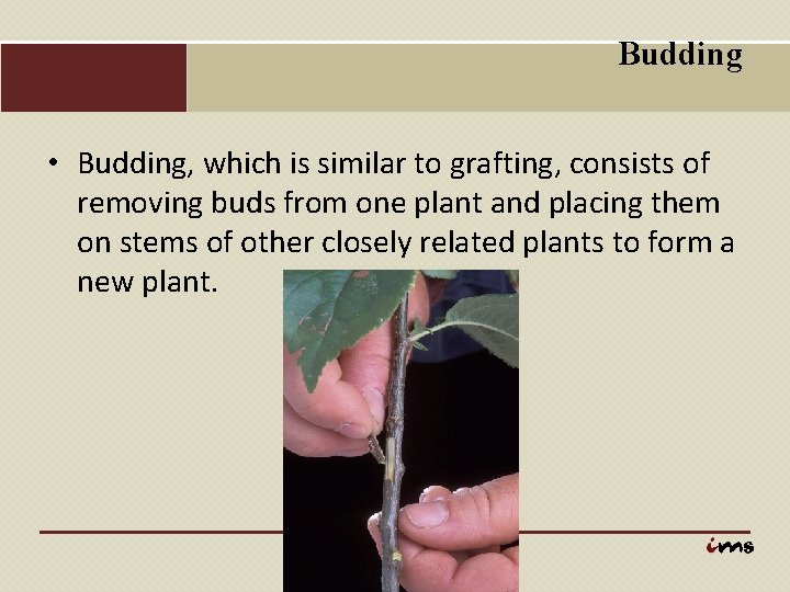 Budding • Budding, which is similar to grafting, consists of removing buds from one