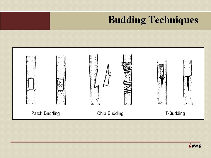 Budding Techniques 