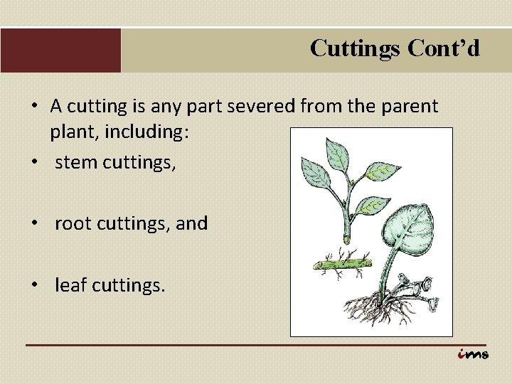 Cuttings Cont’d • A cutting is any part severed from the parent plant, including: