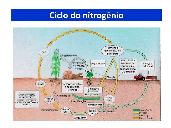 Ciclo do nitrogênio 