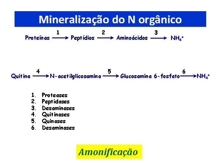 Mineralização do N orgânico Proteínas Quitina 4 1. 2. 3. 4. 5. 6. 1