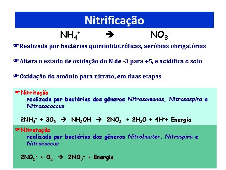 NH 4+ Nitrificação NO 3 - Realizada por bactérias quimiolitotróficas, aeróbias obrigatórias Altera o