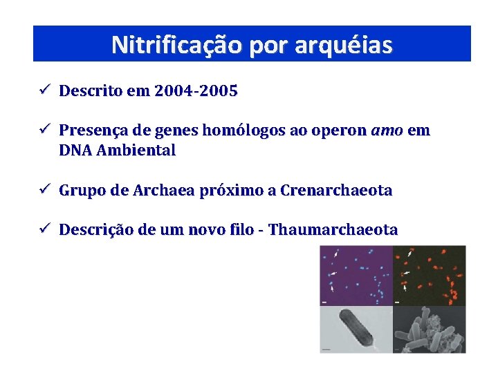 Nitrificação por arquéias ü Descrito em 2004 -2005 ü Presença de genes homólogos ao