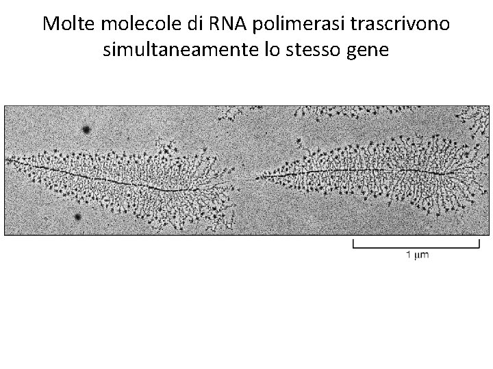 Molte molecole di RNA polimerasi trascrivono simultaneamente lo stesso gene 