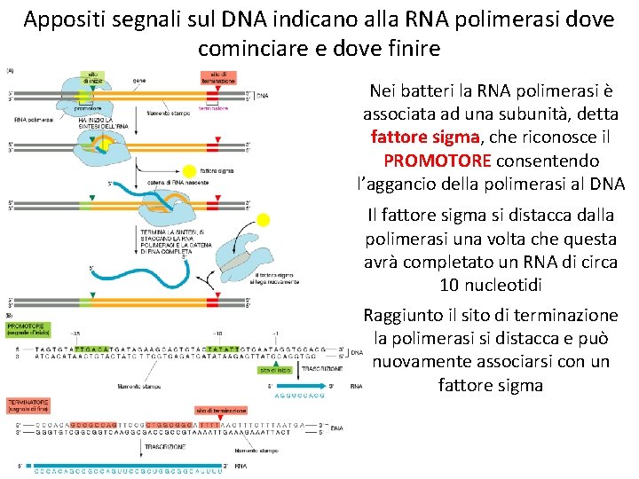 Appositi segnali sul DNA indicano alla RNA polimerasi dove cominciare e dove finire Nei