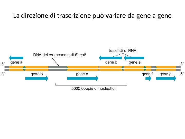 La direzione di trascrizione può variare da gene 