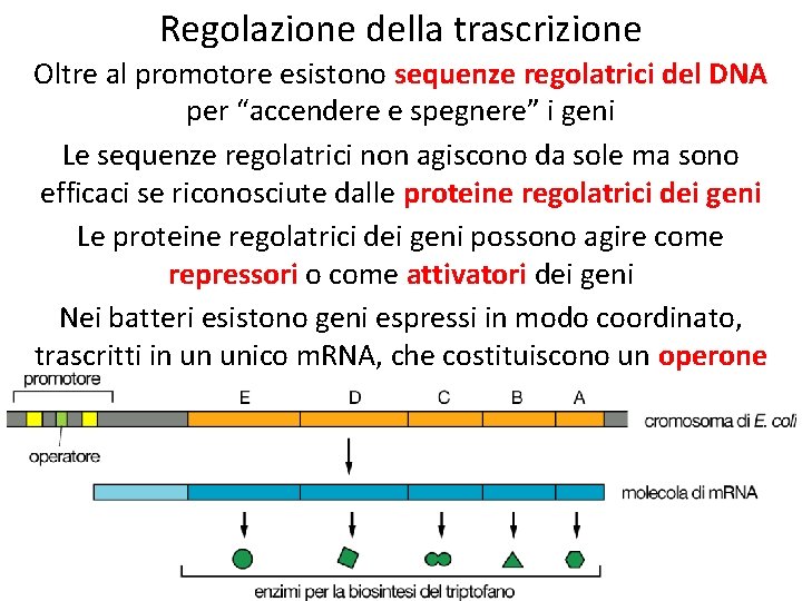 Regolazione della trascrizione Oltre al promotore esistono sequenze regolatrici del DNA per “accendere e