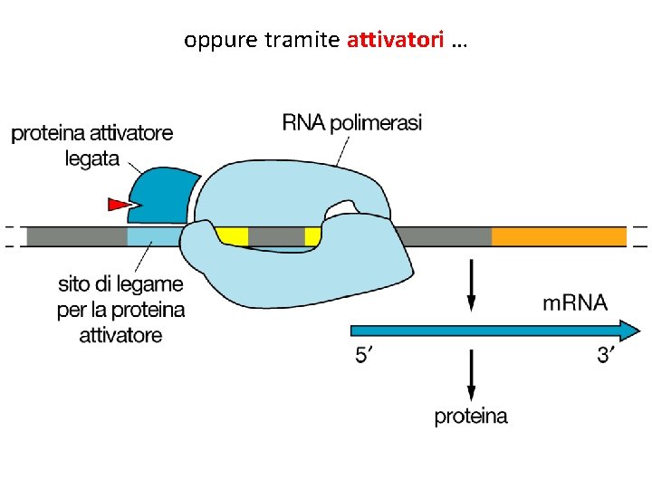 oppure tramite attivatori … 