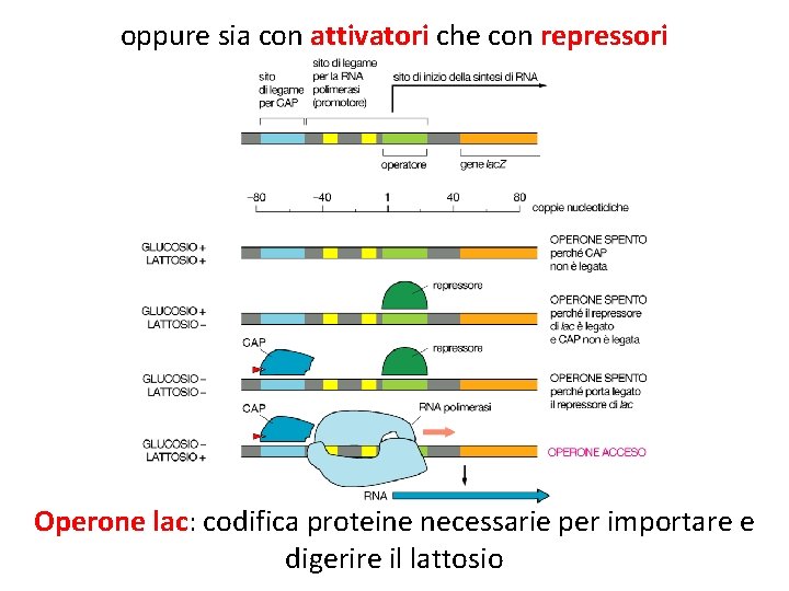 oppure sia con attivatori che con repressori Operone lac: codifica proteine necessarie per importare