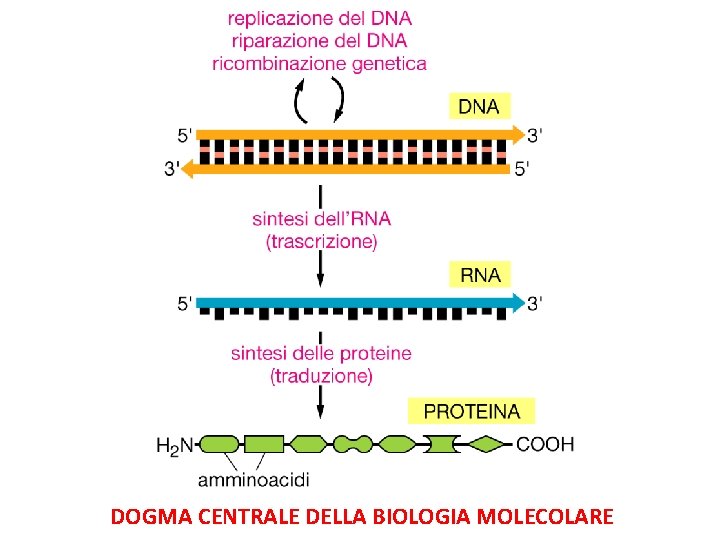 DOGMA CENTRALE DELLA BIOLOGIA MOLECOLARE 